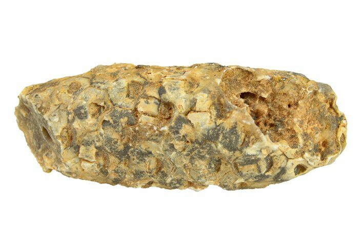 Fossil Cycadophyte Seed Cone - Boujdour, Morocco #288727